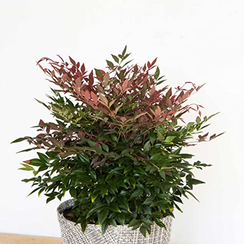 1.5 Gallon Multicolor Evergreen Shrub T590762
