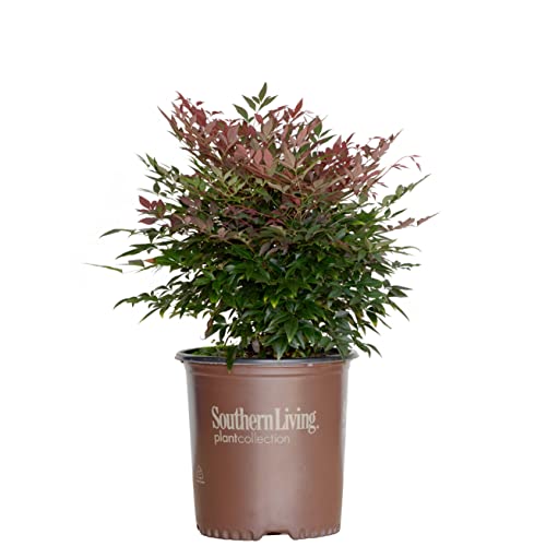 1.5 Gallon Multicolor Evergreen Shrub T590762