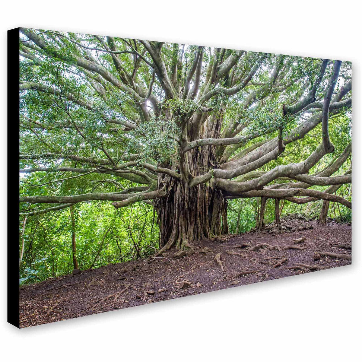 Canvas Art Q17413