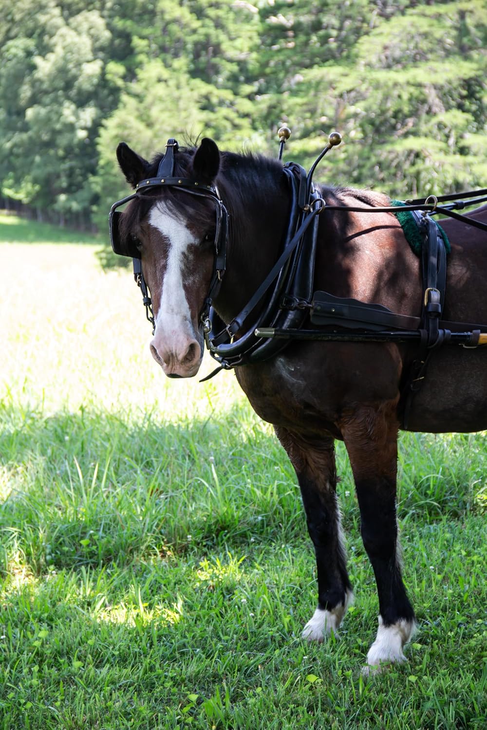 40 lbs Certified Organic Horse Feed R285