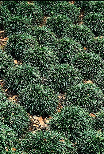 Dwarf Mondo Grass - 10 Live Plants - Evergreen Ground Cover U7181