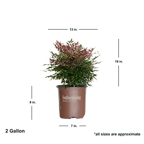 1.5 Gallon Multicolor Evergreen Shrub T590762