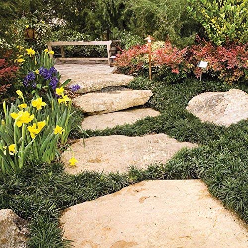 Dwarf Mondo Grass - 10 Live Plants - Evergreen Ground Cover U7181