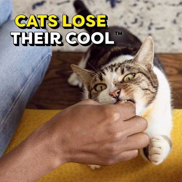Adult Cat Treats U795