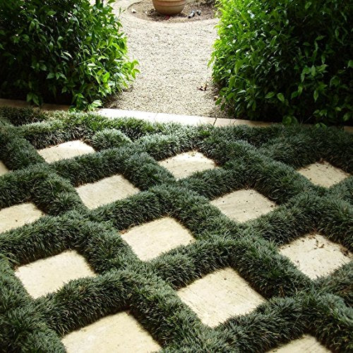 Dwarf Mondo Grass - 10 Live Plants - Evergreen Ground Cover U7181