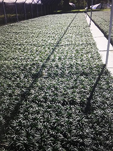 Dwarf Mondo Grass - 10 Live Plants - Evergreen Ground Cover U7181