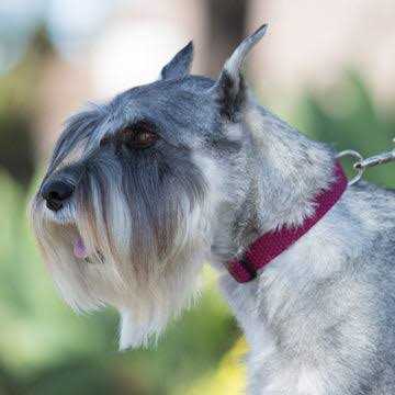 Dog Collar N14206