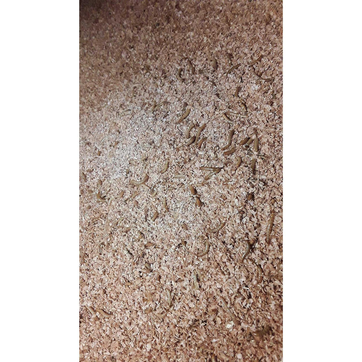 Mealworm and Superworm Bedding K24596