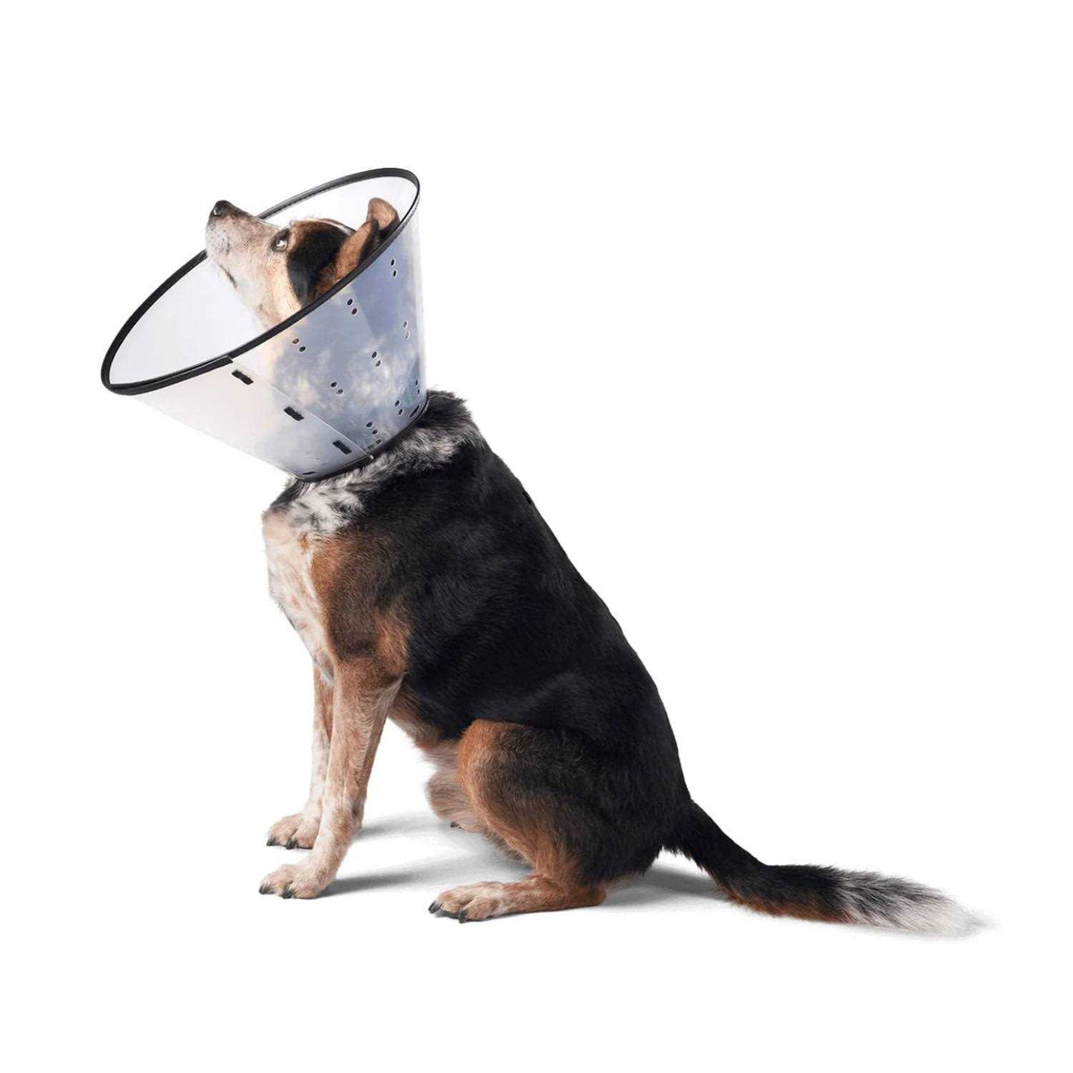 Dog E-Collar P648
