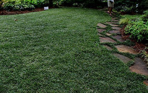 Dwarf Mondo Grass - 10 Live Plants - Evergreen Ground Cover U7181