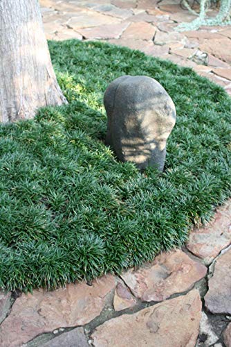 Dwarf Mondo Grass - 10 Live Plants - Evergreen Ground Cover U7181