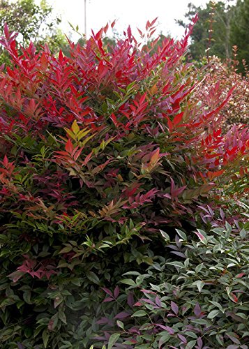 1.5 Gallon Multicolor Evergreen Shrub T590762