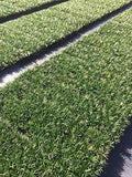 Dwarf Mondo Grass - 10 Live Plants - Evergreen Ground Cover U7181