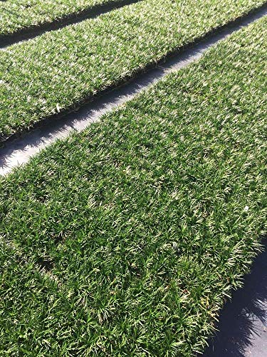 Dwarf Mondo Grass - 10 Live Plants - Evergreen Ground Cover U7181