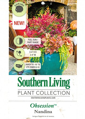 1.5 Gallon Multicolor Evergreen Shrub T590762