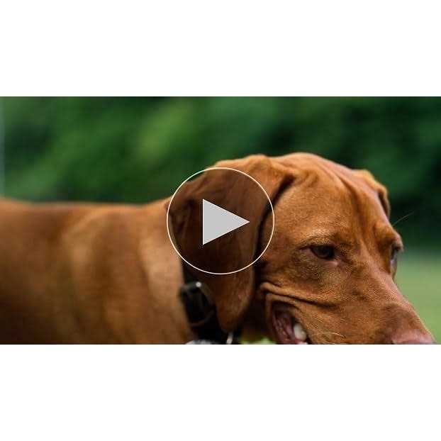 Leather Dog Leash P133